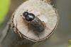 Nimbus contaminatus